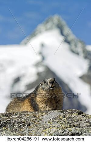 Murmeltier (Marmota marmota), hinten der Grossglockner, Franz-Josefs-Hohe, Nationalpark Hohe Tauern, Karnten, Osterreich, Europa View Large Photo Image Stock Image - Murmeltier (Marmota marmota), hinten der Grossglockner, Franz-Josefs-Hohe, Nationalpark Hohe Tauern, Karnten, Osterreich, Europa. Fotosearch
