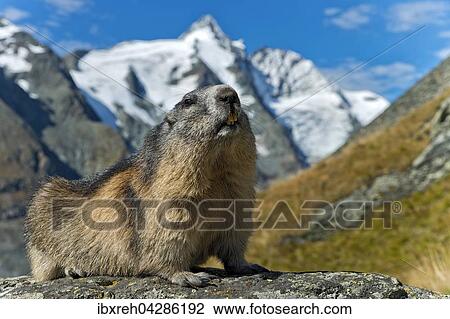 Murmeltier (Marmota marmota), hinten der Grossglockner, Franz-Josefs-Hohe, Nationalpark Hohe Tauern, Karnten, Osterreich, Europa View Large Photo Image Stock Image - Murmeltier (Marmota marmota), hinten der Grossglockner, Franz-Josefs-Hohe, Nationalpark Hohe Tauern, Karnten, Osterreich, Europa. Fotosearch