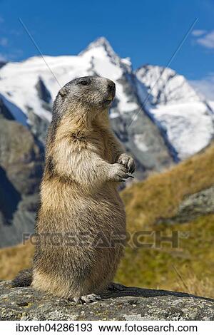 Murmeltier (Marmota marmota), hinten der Grossglockner, Franz-Josefs-Hohe, Nationalpark Hohe Tauern, Karnten, Osterreich, Europa View Large Photo Image Stock Image - Murmeltier (Marmota marmota), hinten der Grossglockner, Franz-Josefs-Hohe, Nationalpark Hohe Tauern, Karnten, Osterreich, Europa. Fotosearch