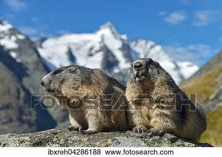 Murmeltier (Marmota marmota), hinten der Grossglockner, Franz-Josefs-Hohe, Nationalpark Hohe Tauern, Karnten, Osterreich, Europa View Large Photo Image Stock Photo - Murmeltier (Marmota marmota), hinten der Grossglockner, Franz-Josefs-Hohe, Nationalpark Hohe Tauern, Karnten, Osterreich, Europa. Fotosearch