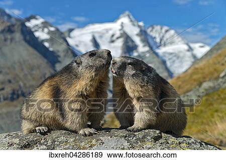 Murmeltier (Marmota marmota), hinten der Grossglockner, Franz-Josefs-Hohe, Nationalpark Hohe Tauern, Karnten, Osterreich, Europa View Large Photo Image Stock Photo - Murmeltier (Marmota marmota), hinten der Grossglockner, Franz-Josefs-Hohe, Nationalpark Hohe Tauern, Karnten, Osterreich, Europa. Fotosearch