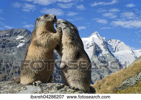 Murmeltier (Marmota marmota), hinten der Grossglockner, Franz-Josefs-Hohe, Nationalpark Hohe Tauern, Karnten, Osterreich, Europa View Large Photo Image Stock Photo - Murmeltier (Marmota marmota), hinten der Grossglockner, Franz-Josefs-Hohe, Nationalpark Hohe Tauern, Karnten, Osterreich, Europa. Fotosearch
