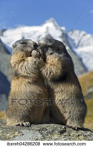 Murmeltier (Marmota marmota), hinten der Grossglockner, Franz-Josefs-Hohe, Nationalpark Hohe Tauern, Karnten, Osterreich, Europa View Large Photo Image Stock Photo - Murmeltier (Marmota marmota), hinten der Grossglockner, Franz-Josefs-Hohe, Nationalpark Hohe Tauern, Karnten, Osterreich, Europa. Fotosearch
