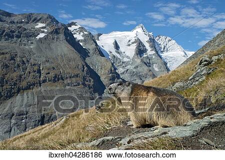 Murmeltier (Marmota marmota), hinten der Grossglockner, Franz-Josefs-Hohe, Nationalpark Hohe Tauern, Karnten, Osterreich, Europa View Large Photo Image Stock Photograph - Murmeltier (Marmota marmota), hinten der Grossglockner, Franz-Josefs-Hohe, Nationalpark Hohe Tauern, Karnten, Osterreich, Europa. Fotosearch