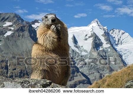 Murmeltier (Marmota marmota), hinten der Grossglockner, Franz-Josefs-Hohe, Nationalpark Hohe Tauern, Karnten, Osterreich, Europa View Large Photo Image Stock Photograph - Murmeltier (Marmota marmota), hinten der Grossglockner, Franz-Josefs-Hohe, Nationalpark Hohe Tauern, Karnten, Osterreich, Europa. Fotosearch