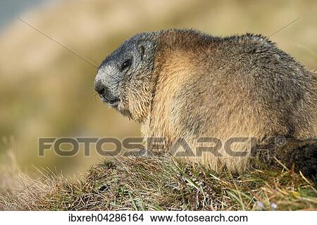 Picture - Murmeltier (Marmota marmota), Franz-Josefs-Hohe, Nationalpark Hohe Tauern, Karnten, Osterreich, Europa. Fotosearch