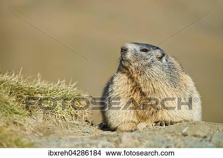 Picture - Murmeltier (Marmota marmota), Franz-Josefs-Hohe, Nationalpark Hohe Tauern, Karnten, Osterreich, Europa. Fotosearch