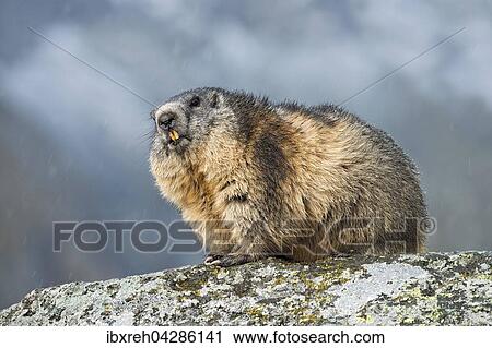 Murmeltier (Marmota marmota), Franz-Josefs-Hohe, Nationalpark Hohe Tauern, Karnten, Osterreich, Europa View Large Photo Image Stock Image - Murmeltier (Marmota marmota), Franz-Josefs-Hohe, Nationalpark Hohe Tauern, Karnten, Osterreich, Europa. Fotosearch