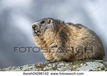 Murmeltier (Marmota marmota), Franz-Josefs-Hohe, Nationalpark Hohe Tauern, Karnten, Osterreich, Europa View Large Photo Image Stock Image - Murmeltier (Marmota marmota), Franz-Josefs-Hohe, Nationalpark Hohe Tauern, Karnten, Osterreich, Europa. Fotosearch