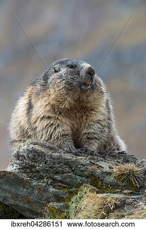 Murmeltier (Marmota marmota), Franz-Josefs-Hohe, Nationalpark Hohe Tauern, Karnten, Osterreich, Europa View Large Photo Image Stock Image - Murmeltier (Marmota marmota), Franz-Josefs-Hohe, Nationalpark Hohe Tauern, Karnten, Osterreich, Europa. Fotosearch