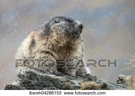 Murmeltier (Marmota marmota), Franz-Josefs-Hohe, Nationalpark Hohe Tauern, Karnten, Osterreich, Europa View Large Photo Image Stock Image - Murmeltier (Marmota marmota), Franz-Josefs-Hohe, Nationalpark Hohe Tauern, Karnten, Osterreich, Europa. Fotosearch