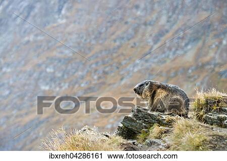 Murmeltier (Marmota marmota), Franz-Josefs-Hohe, Nationalpark Hohe Tauern, Karnten, Osterreich, Europa View Large Photo Image Stock Image - Murmeltier (Marmota marmota), Franz-Josefs-Hohe, Nationalpark Hohe Tauern, Karnten, Osterreich, Europa. Fotosearch
