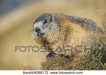 Murmeltier (Marmota marmota), Franz-Josefs-Hohe, Nationalpark Hohe Tauern, Karnten, Osterreich, Europa View Large Photo Image Stock Image - Murmeltier (Marmota marmota), Franz-Josefs-Hohe, Nationalpark Hohe Tauern, Karnten, Osterreich, Europa. Fotosearch