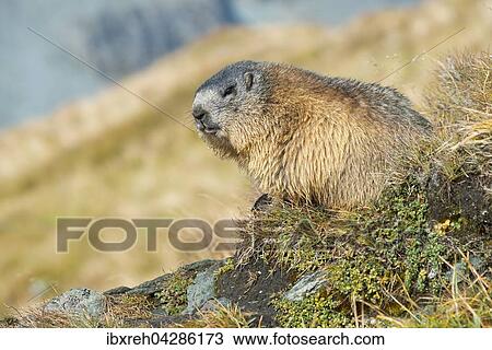Murmeltier (Marmota marmota), Franz-Josefs-Hohe, Nationalpark Hohe Tauern, Karnten, Osterreich, Europa View Large Photo Image Stock Image - Murmeltier (Marmota marmota), Franz-Josefs-Hohe, Nationalpark Hohe Tauern, Karnten, Osterreich, Europa. Fotosearch