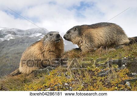 Murmeltier (Marmota marmota), Franz-Josefs-Hohe, Nationalpark Hohe Tauern, Karnten, Osterreich, Europa View Large Photo Image Stock Image - Murmeltier (Marmota marmota), Franz-Josefs-Hohe, Nationalpark Hohe Tauern, Karnten, Osterreich, Europa. Fotosearch