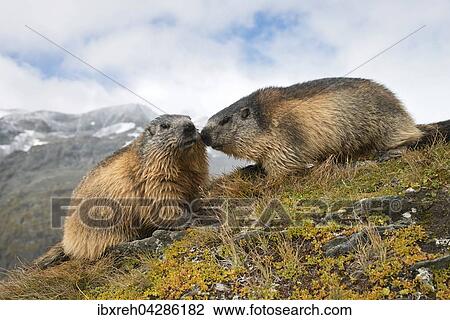 Murmeltier (Marmota marmota), Franz-Josefs-Hohe, Nationalpark Hohe Tauern, Karnten, Osterreich, Europa View Large Photo Image Stock Image - Murmeltier (Marmota marmota), Franz-Josefs-Hohe, Nationalpark Hohe Tauern, Karnten, Osterreich, Europa. Fotosearch