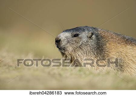 Murmeltier (Marmota marmota), Franz-Josefs-Hohe, Nationalpark Hohe Tauern, Karnten, Osterreich, Europa View Large Photo Image Stock Image - Murmeltier (Marmota marmota), Franz-Josefs-Hohe, Nationalpark Hohe Tauern, Karnten, Osterreich, Europa. Fotosearch