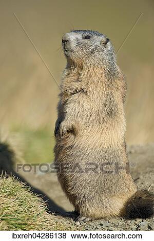 Murmeltier (Marmota marmota), Franz-Josefs-Hohe, Nationalpark Hohe Tauern, Karnten, Osterreich, Europa View Large Photo Image Stock Photo - Murmeltier (Marmota marmota), Franz-Josefs-Hohe, Nationalpark Hohe Tauern, Karnten, Osterreich, Europa. Fotosearch