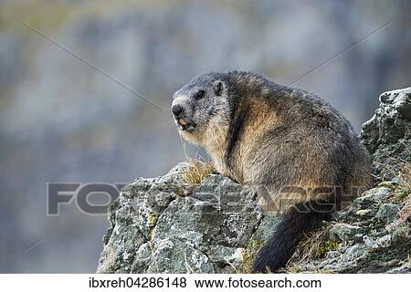 Murmeltier (Marmota marmota), Franz-Josefs-Hohe, Nationalpark Hohe Tauern, Karnten, Osterreich, Europa View Large Photo Image Stock Photo - Murmeltier (Marmota marmota), Franz-Josefs-Hohe, Nationalpark Hohe Tauern, Karnten, Osterreich, Europa. Fotosearch
