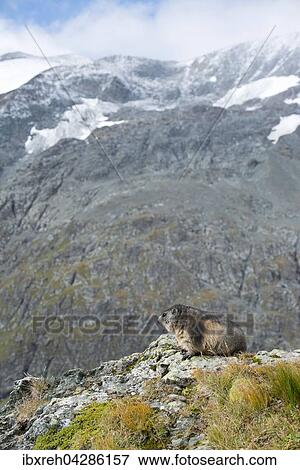 Murmeltier (Marmota marmota), Franz-Josefs-Hohe, Nationalpark Hohe Tauern, Karnten, Osterreich, Europa View Large Photo Image Stock Photo - Murmeltier (Marmota marmota), Franz-Josefs-Hohe, Nationalpark Hohe Tauern, Karnten, Osterreich, Europa. Fotosearch