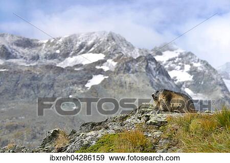 Murmeltier (Marmota marmota), Franz-Josefs-Hohe, Nationalpark Hohe Tauern, Karnten, Osterreich, Europa View Large Photo Image Stock Photo - Murmeltier (Marmota marmota), Franz-Josefs-Hohe, Nationalpark Hohe Tauern, Karnten, Osterreich, Europa. Fotosearch