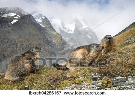 Murmeltier (Marmota marmota), Franz-Josefs-Hohe, Nationalpark Hohe Tauern, Karnten, Osterreich, Europa View Large Photo Image Stock Photo - Murmeltier (Marmota marmota), Franz-Josefs-Hohe, Nationalpark Hohe Tauern, Karnten, Osterreich, Europa. Fotosearch