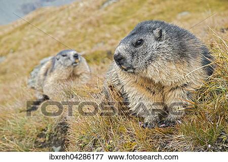 Murmeltier (Marmota marmota), Franz-Josefs-Hohe, Nationalpark Hohe Tauern, Karnten, Osterreich, Europa View Large Photo Image Stock Photo - Murmeltier (Marmota marmota), Franz-Josefs-Hohe, Nationalpark Hohe Tauern, Karnten, Osterreich, Europa. Fotosearch
