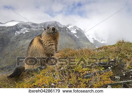 Murmeltier (Marmota marmota), Franz-Josefs-Hohe, Nationalpark Hohe Tauern, Karnten, Osterreich, Europa View Large Photo Image Stock Photo - Murmeltier (Marmota marmota), Franz-Josefs-Hohe, Nationalpark Hohe Tauern, Karnten, Osterreich, Europa. Fotosearch