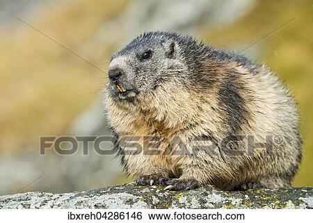 Murmeltier (Marmota marmota), Franz-Josefs-Hohe, Nationalpark Hohe Tauern, Karnten, Osterreich, Europa View Large Photo Image Stock Photograph - Murmeltier (Marmota marmota), Franz-Josefs-Hohe, Nationalpark Hohe Tauern, Karnten, Osterreich, Europa. Fotosearch