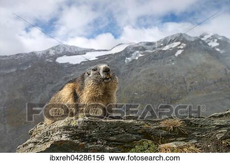 Murmeltier (Marmota marmota), Franz-Josefs-Hohe, Nationalpark Hohe Tauern, Karnten, Osterreich, Europa View Large Photo Image Stock Photograph - Murmeltier (Marmota marmota), Franz-Josefs-Hohe, Nationalpark Hohe Tauern, Karnten, Osterreich, Europa. Fotosearch