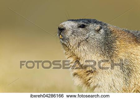 Murmeltier (Marmota marmota), Franz-Josefs-Hohe, Nationalpark Hohe Tauern, Karnten, Osterreich, Europa View Large Photo Image Stock Photograph - Murmeltier (Marmota marmota), Franz-Josefs-Hohe, Nationalpark Hohe Tauern, Karnten, Osterreich, Europa. Fotosearch