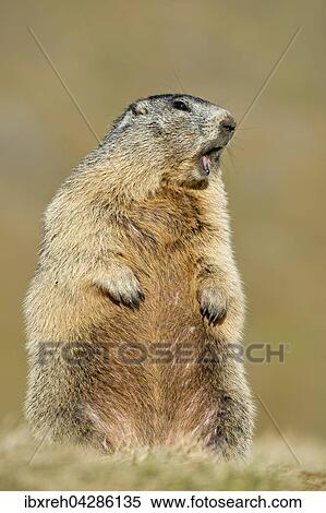 Murmeltier (Marmota marmota), Franz-Josefs-Hohe, Nationalpark Hohe Tauern, Karnten, Osterreich, Europa View Large Photo Image Stock Photography - Murmeltier (Marmota marmota), Franz-Josefs-Hohe, Nationalpark Hohe Tauern, Karnten, Osterreich, Europa. Fotosearch