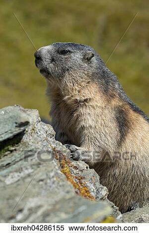 Murmeltier (Marmota marmota), Franz-Josefs-Hohe, Nationalpark Hohe Tauern, Karnten, Osterreich, Europa View Large Photo Image Stock Photography - Murmeltier (Marmota marmota), Franz-Josefs-Hohe, Nationalpark Hohe Tauern, Karnten, Osterreich, Europa. Fotosearch