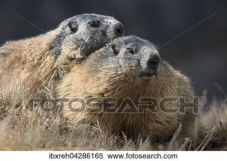 Murmeltier (Marmota marmota), Franz-Josefs-Hohe, Nationalpark Hohe Tauern, Karnten, Osterreich, Europa View Large Photo Image Stock Photography - Murmeltier (Marmota marmota), Franz-Josefs-Hohe, Nationalpark Hohe Tauern, Karnten, Osterreich, Europa. Fotosearch
