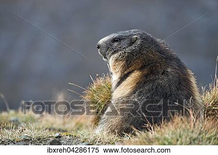 Stock Photography - Murmeltier (Marmota marmota), Franz-Josefs-Hohe, Nationalpark Hohe Tauern, Karnten, Osterreich, Europa. Fotosearch