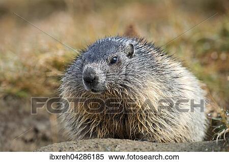 Murmeltier (Marmota marmota), Franz-Josefs-Hohe, Nationalpark Hohe Tauern, Karnten, Osterreich, Europa View Large Photo Image Stock Photography - Murmeltier (Marmota marmota), Franz-Josefs-Hohe, Nationalpark Hohe Tauern, Karnten, Osterreich, Europa. Fotosearch