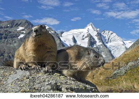Murmeltiere (Marmota marmota), hinten der Grossglockner, Franz-Josefs-Hohe, Nationalpark Hohe Tauern, Karnten, Osterreich, Europa View Large Photo Image Stock Photo - Murmeltiere (Marmota marmota), hinten der Grossglockner, Franz-Josefs-Hohe, Nationalpark Hohe Tauern, Karnten, Osterreich, Europa. Fotosearch