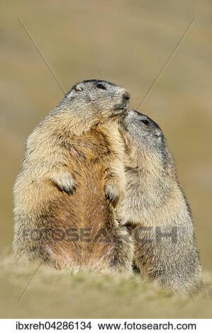 Murmeltiere (Marmota marmota), Franz-Josefs-Hohe, Nationalpark Hohe Tauern, Karnten, Osterreich, Europa View Large Photo Image Picture - Murmeltiere (Marmota marmota), Franz-Josefs-Hohe, Nationalpark Hohe Tauern, Karnten, Osterreich, Europa. Fotosearch