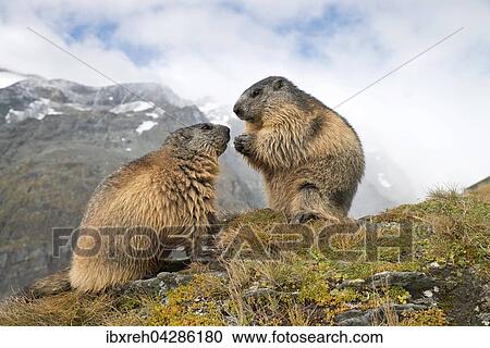 Murmeltiere (Marmota marmota), Franz-Josefs-Hohe, Nationalpark Hohe Tauern, Karnten, Osterreich, Europa View Large Photo Image Stock Image - Murmeltiere (Marmota marmota), Franz-Josefs-Hohe, Nationalpark Hohe Tauern, Karnten, Osterreich, Europa. Fotosearch