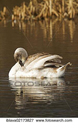 Mute swan (Cygnus olor), juvenile, with reflection, while preening at Westhay Moor Nature Reserve, Somerset, England, United Kingdom, Europe View Large Photo Image Stock Photo - Mute swan (Cygnus olor), juvenile, with reflection, while preening at Westhay Moor Nature Reserve, Somerset, England, United Kingdom, Europe. Fotosearch