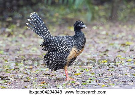 Nacktgesichthokko (Crax fasciolata), Weibchen, Mato Grosso do Sul, Brasilien, Sudamerika View Large Photo Image Stock Photo - Nacktgesichthokko (Crax fasciolata), Weibchen, Mato Grosso do Sul, Brasilien, Sudamerika. Fotosearch