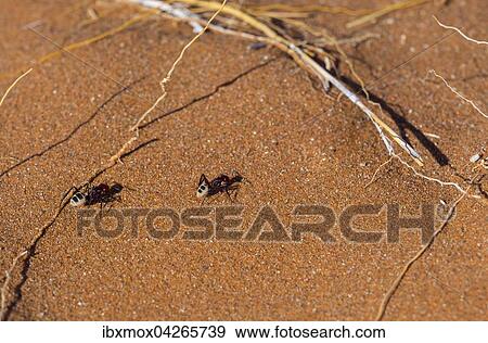 Namib-Dunenameise (Camponotus detritus) im Dunensand, Namib-Wuste, Region Hardap, Namibia, Afrika View Large Photo Image Stock Photo - Namib-Dunenameise (Camponotus detritus) im Dunensand, Namib-Wuste, Region Hardap, Namibia, Afrika. Fotosearch