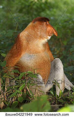 Nasenaffe (Nasalis larvatus), Mannchen sitzt im Regenwald, Nationalpark Bako, Sarawak, Borneo, Malaysia, Asien View Large Photo Image Stock Photo - Nasenaffe (Nasalis larvatus), Mannchen sitzt im Regenwald, Nationalpark Bako, Sarawak, Borneo, Malaysia, Asien. Fotosearch