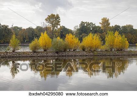 Naturschutzgebiet Mariannenaue am Rhein, Eltville am Rhein, Rheingau, Hessen, Deutschland, Europa View Large Photo Image Stock Image - Naturschutzgebiet Mariannenaue am Rhein, Eltville am Rhein, Rheingau, Hessen, Deutschland, Europa. Fotosearch