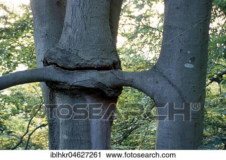Neighbourhood, proliferation, branch grows in tree, Berlin, Germany, Europe View Large Photo Image Stock Image - Neighbourhood, proliferation, branch grows in tree, Berlin, Germany, Europe. Fotosearch