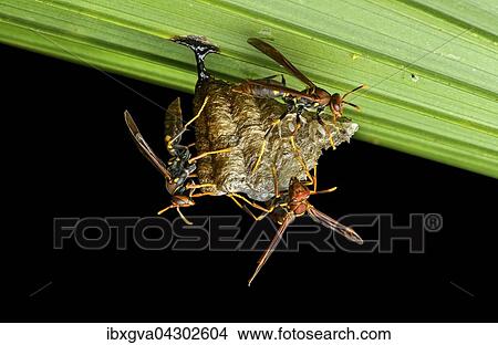 Picture - Neotropische Faltenwespen-Art (Polistes sp. ) an einem Wabennest an einem Blatt, Nationalpark Yasuni, Ecuador, Sudamerika. Fotosearch