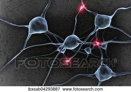 Nervenzellen, Neuronen und Synapsen im Gehirn View Large Photo Image Stock Photo - Nervenzellen, Neuronen und Synapsen im Gehirn. Fotosearch