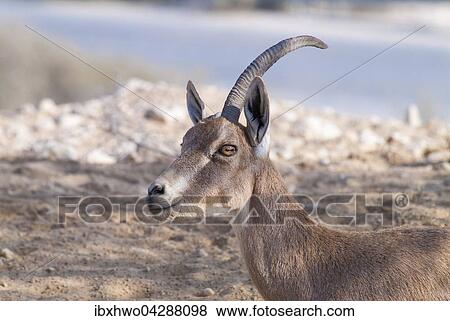 Stock Photo - Nubischer Steinbock (Capra ibex nubiana), Weibchen mit nur einem Horn, Wuste Zin, Steinwuste, Teil der Wuste Negev, South District, Israel, Asien. Fotosearch