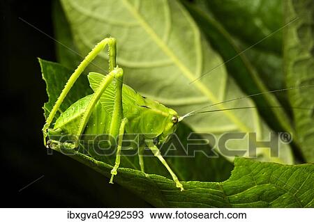 Nymphe einer Laubheuschrecke (Tettigoniidae), Anden Nebelregenwald, Mindo, Ecuador, Sudamerika View Large Photo Image Stock Image - Nymphe einer Laubheuschrecke (Tettigoniidae), Anden Nebelregenwald, Mindo, Ecuador, Sudamerika. Fotosearch