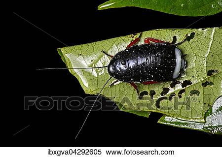 Nymphe einer Schabe aus der Gattung Megaloblatta, (Blattodea), Anden Nebelregenwald, Mindo, Ecuador, Sudamerika View Large Photo Image Stock Photography - Nymphe einer Schabe aus der Gattung Megaloblatta, (Blattodea), Anden Nebelregenwald, Mindo, Ecuador, Sudamerika. Fotosearch